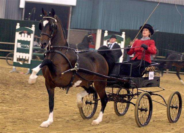 Brookeborough Flash Jack Stallion